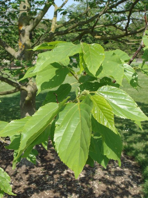 Hovenia dulcis feuille